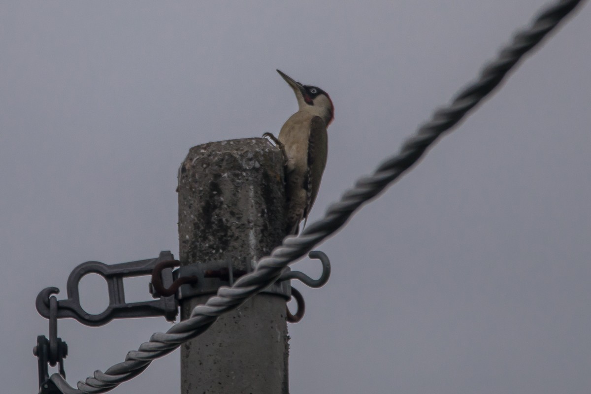 Eurasian Green Woodpecker - ML619978916