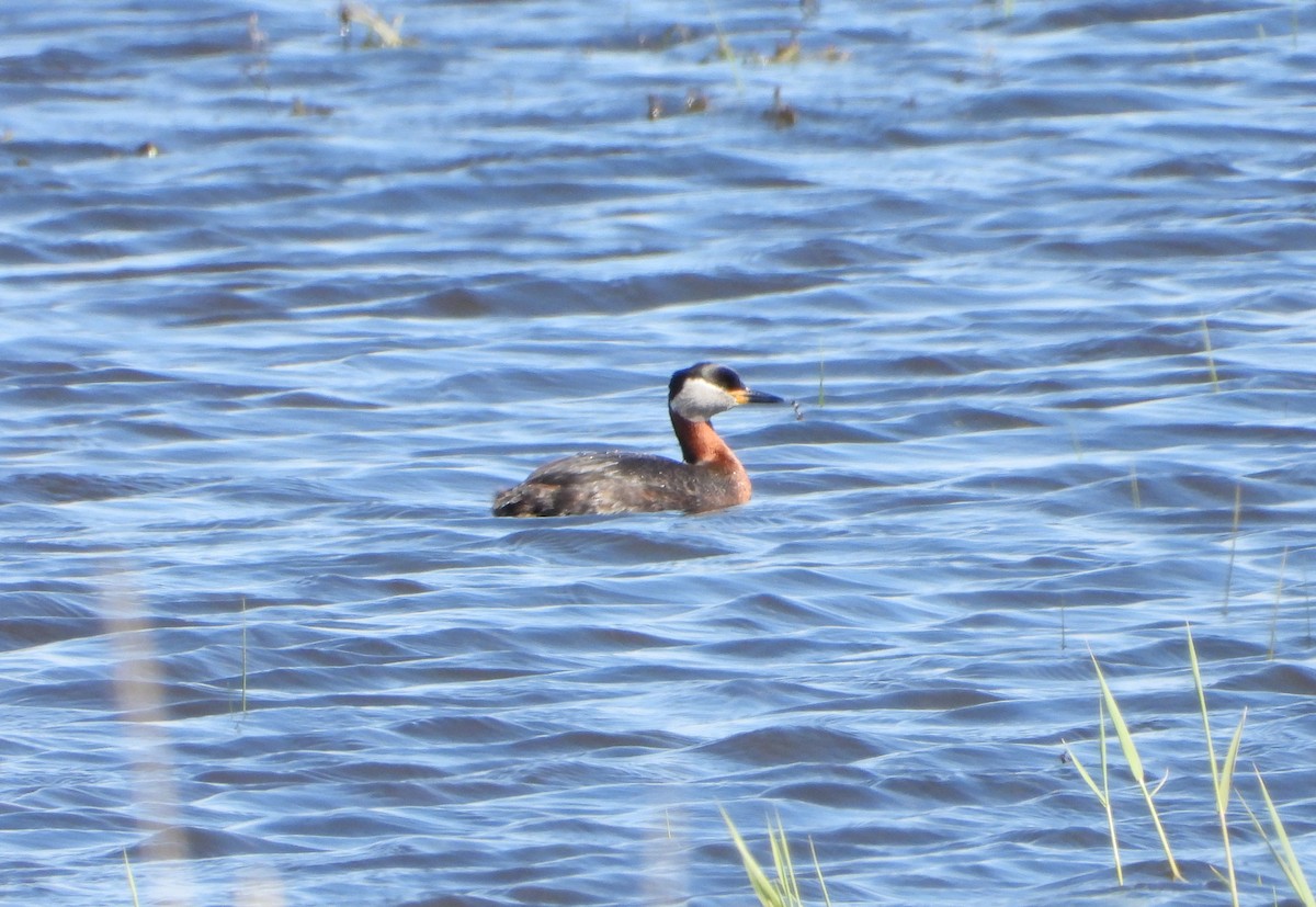 Red-necked Grebe - ML619978938
