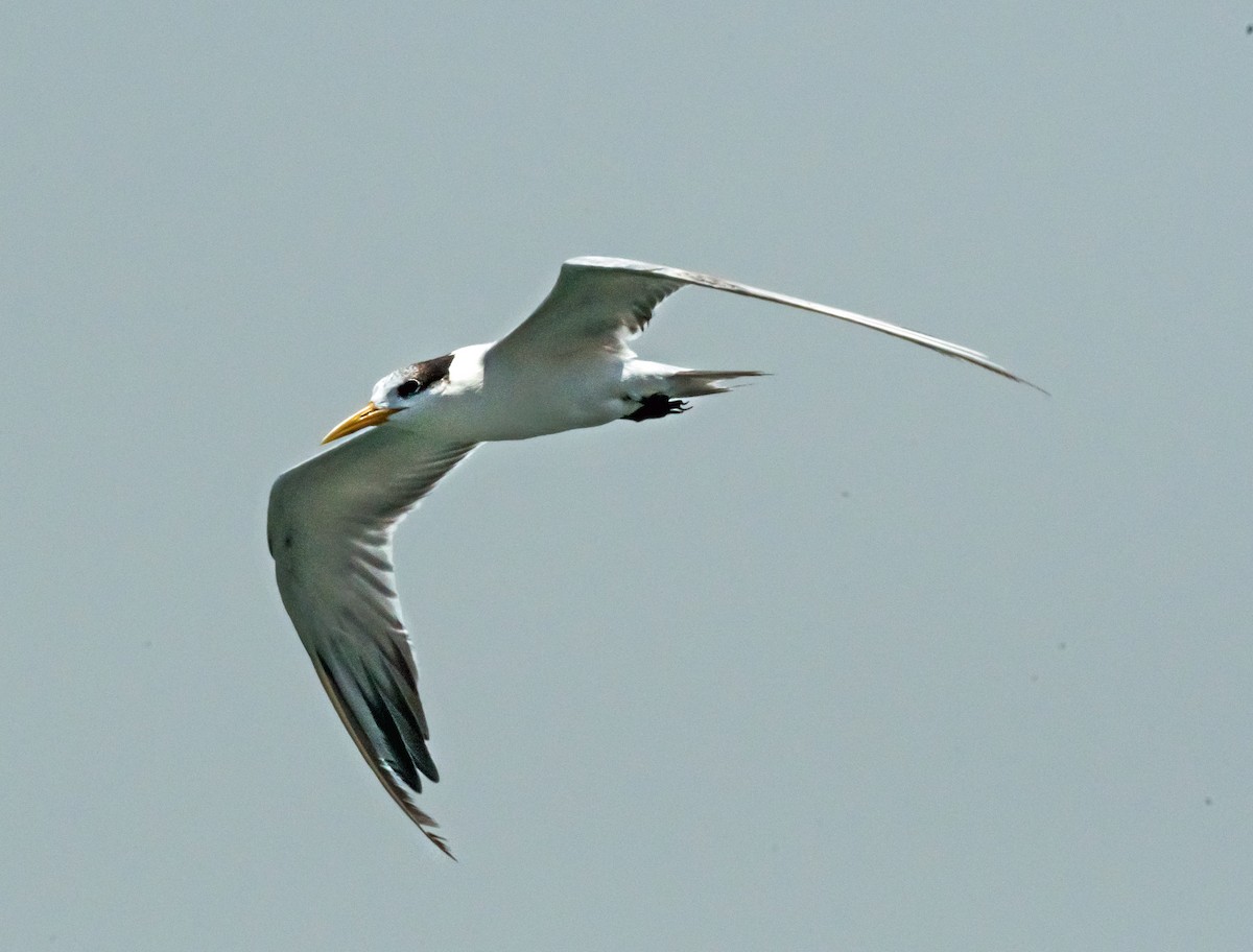 Lesser Crested Tern - ML619978991
