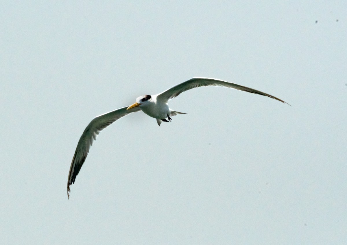 Lesser Crested Tern - ML619978992