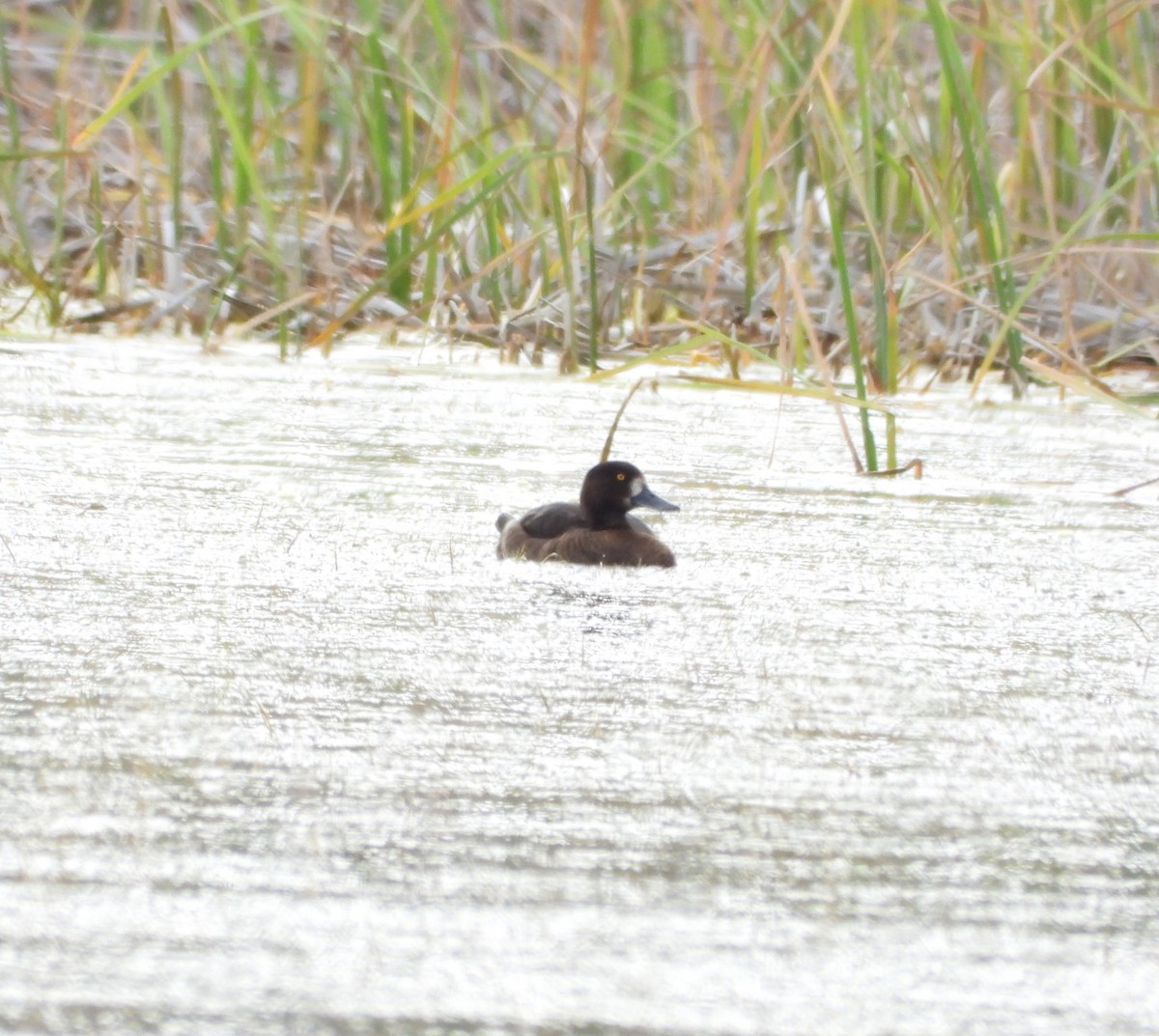 Tufted Duck - ML619979020