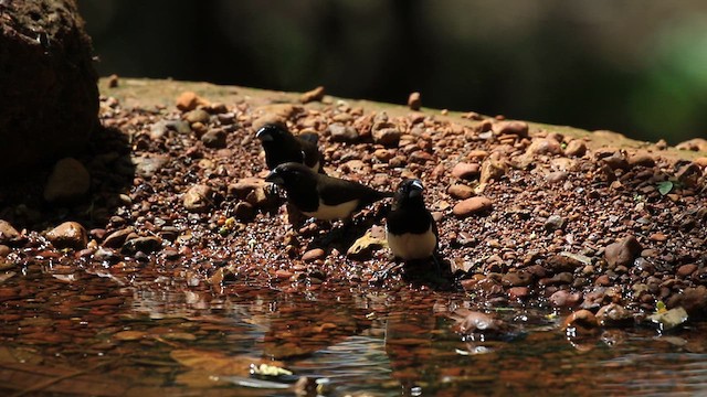 White-rumped Munia - ML619979032