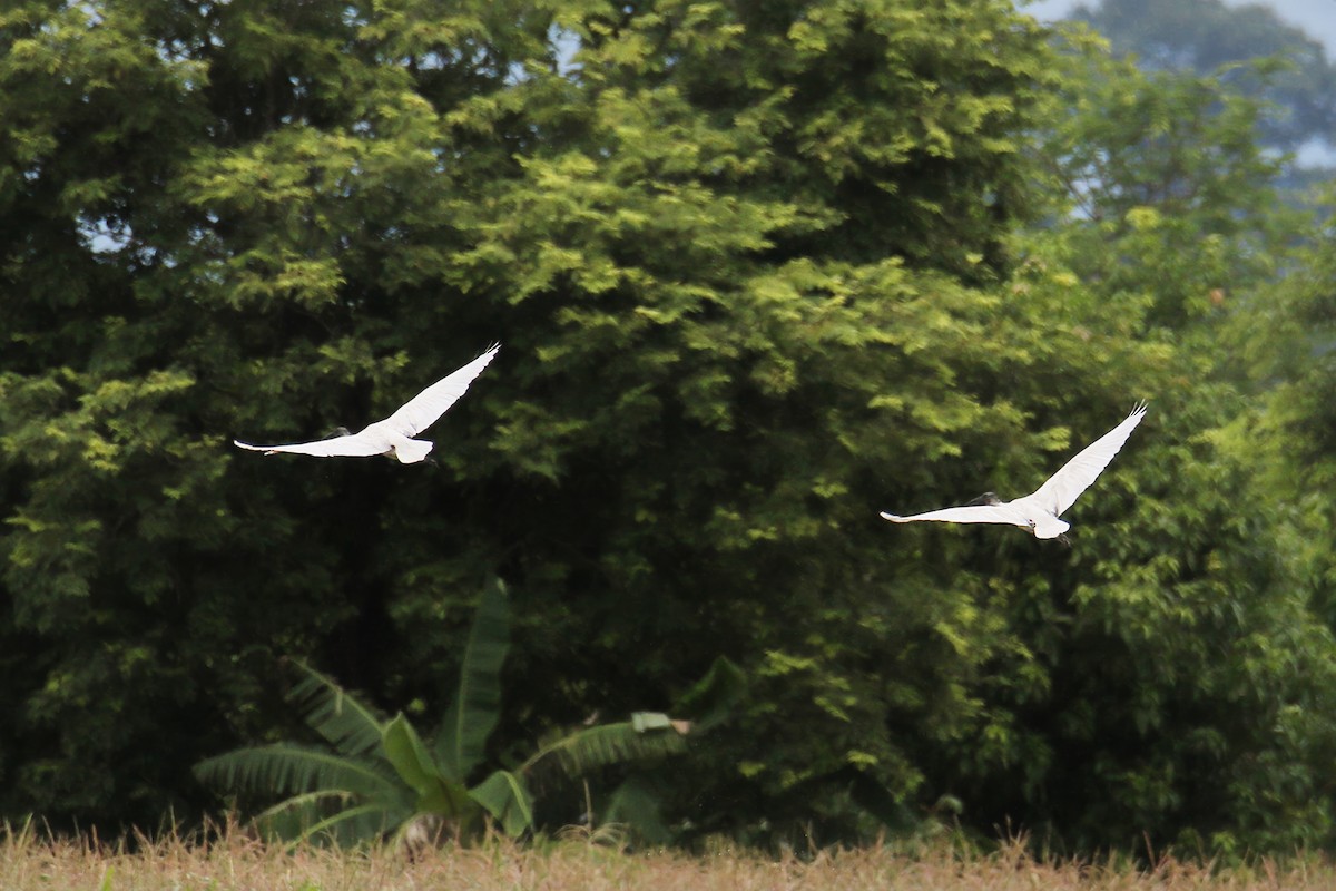 ibis černohlavý - ML619979048