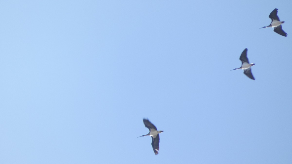 ibis slámokrký - ML619979061
