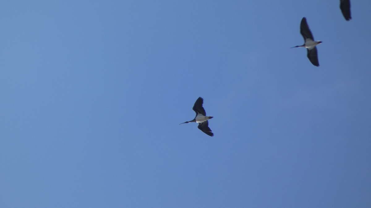 ibis slámokrký - ML619979063