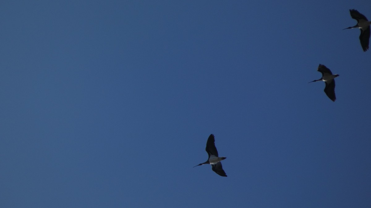ibis slámokrký - ML619979064
