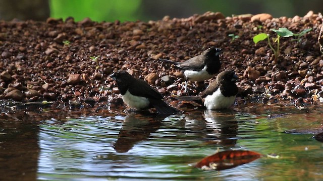 白腰文鳥 - ML619979068