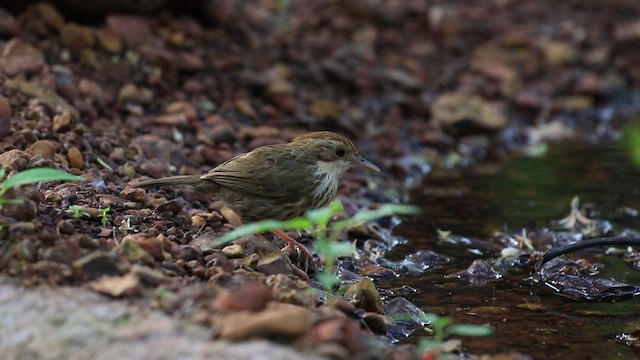 Puff-throated Babbler - ML619979084