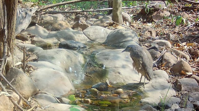 kvakoš indomalajský - ML619979087