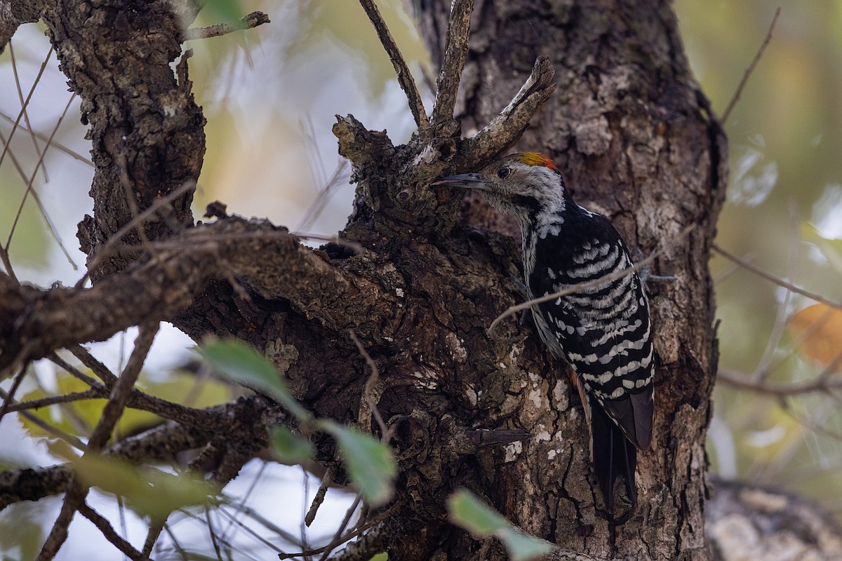 Brown-fronted Woodpecker - ML619979093