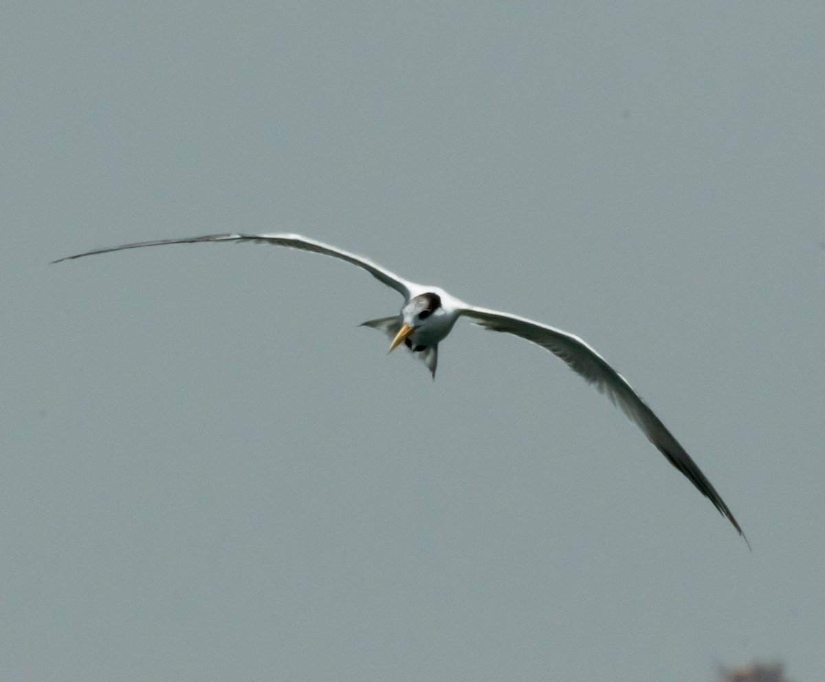 Lesser Crested Tern - ML619979120