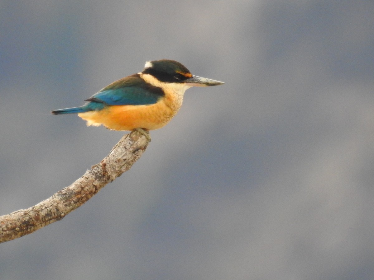 Sacred Kingfisher (New Zealand) - ML619979128