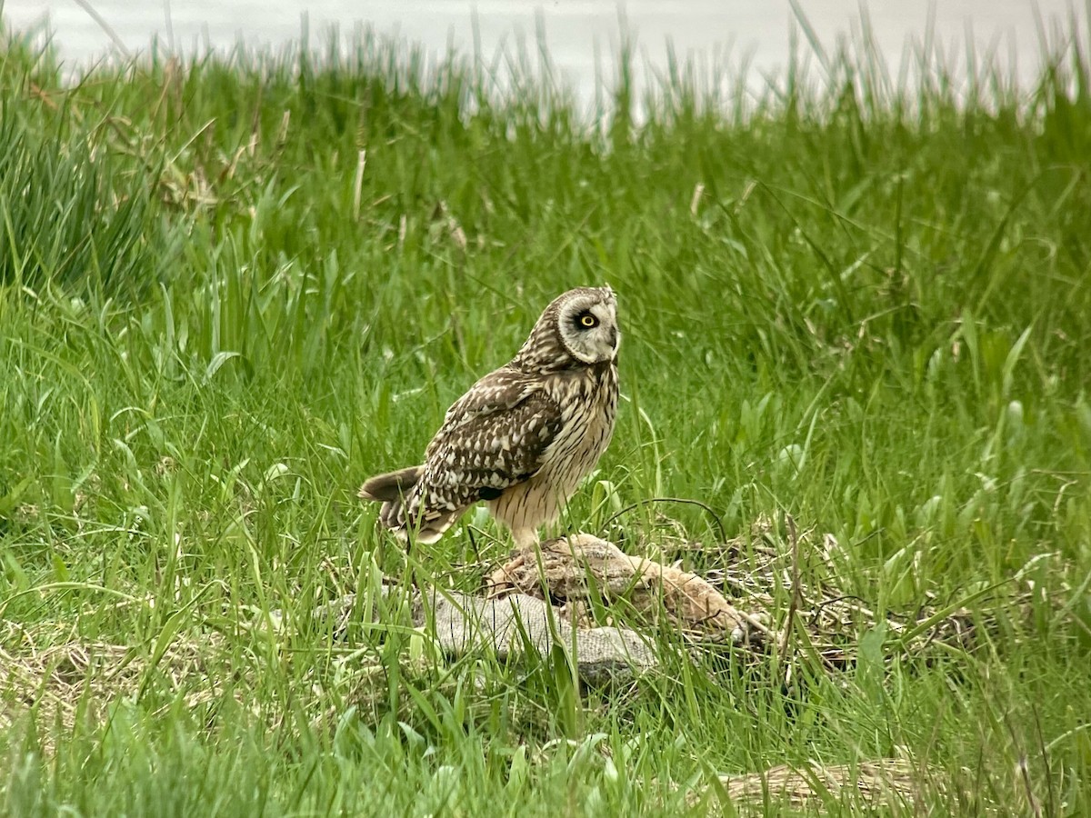 Short-eared Owl - ML619979131