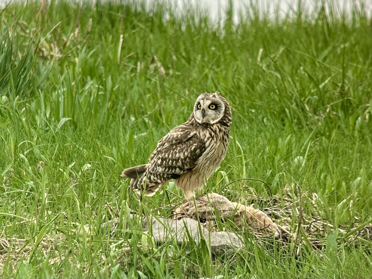 Short-eared Owl - ML619979132