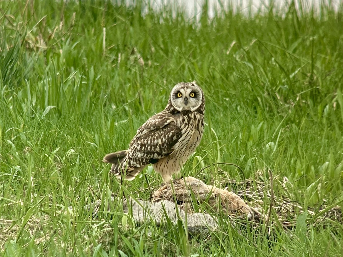 Short-eared Owl - ML619979133