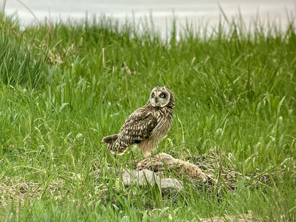 Short-eared Owl - ML619979134