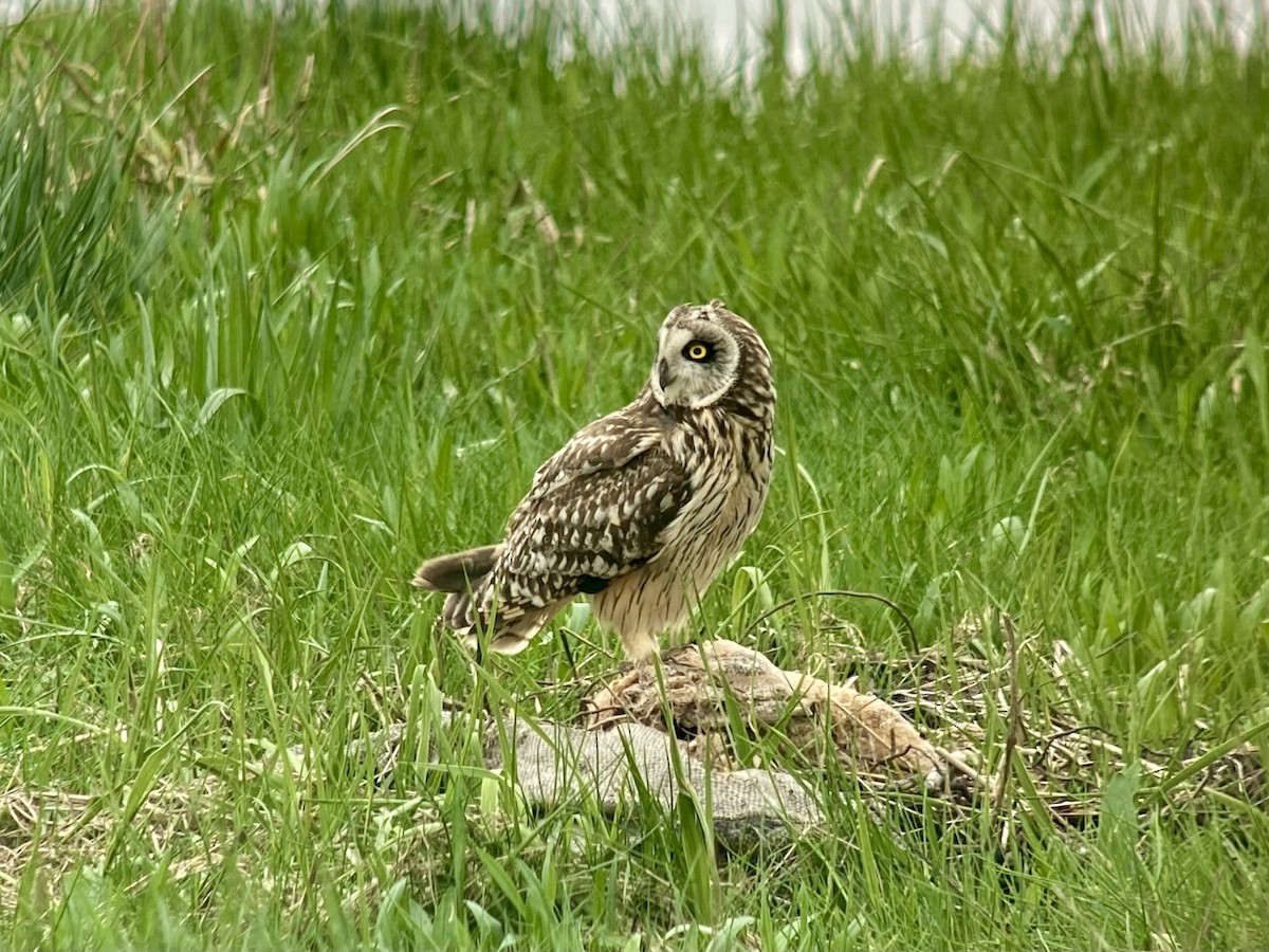 Short-eared Owl - ML619979135