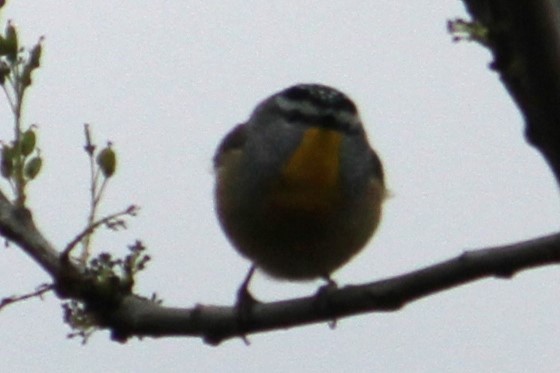Spotted Pardalote - ML619979140