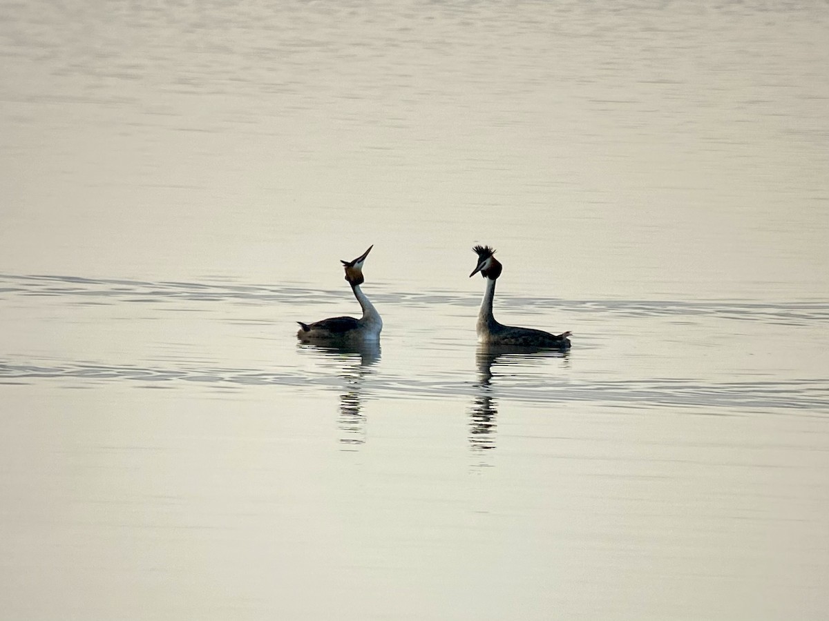 Great Crested Grebe - ML619979158