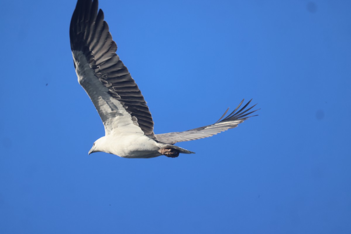 White-bellied Sea-Eagle - ML619979187