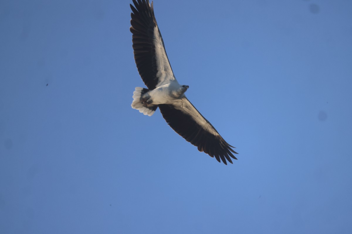 White-bellied Sea-Eagle - ML619979191