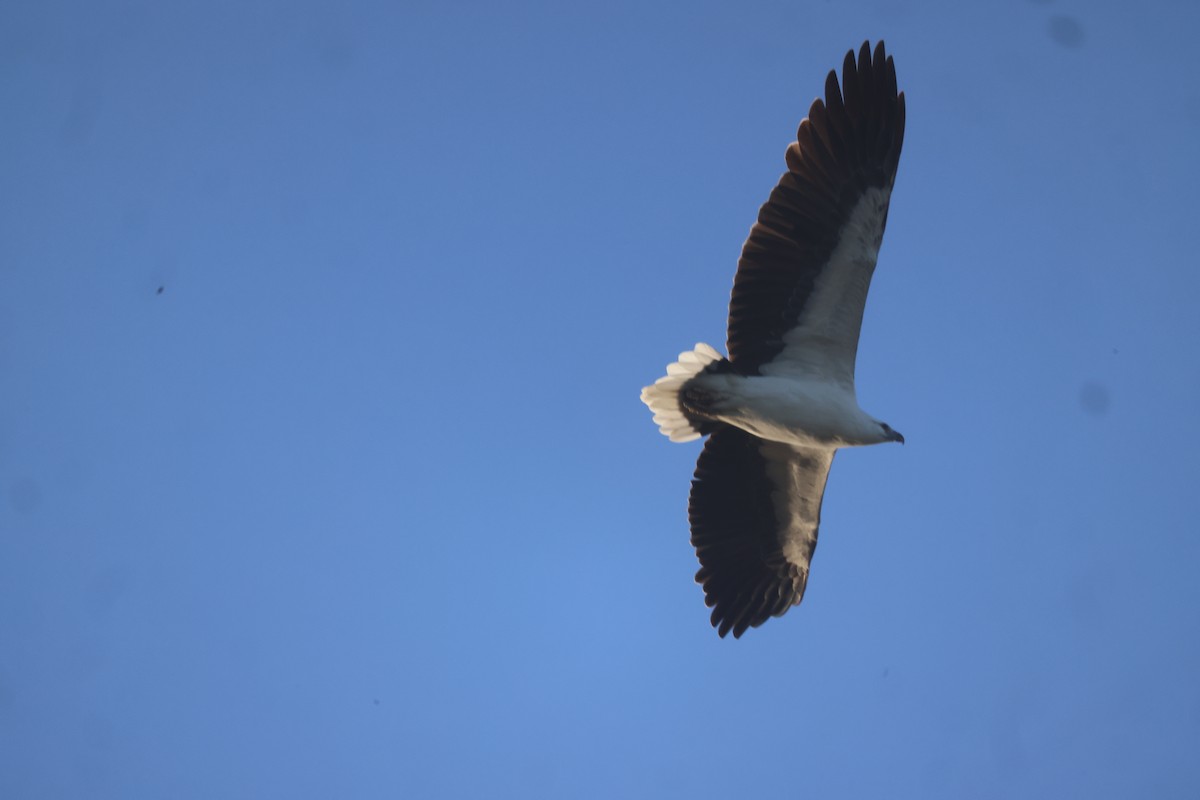 White-bellied Sea-Eagle - ML619979196