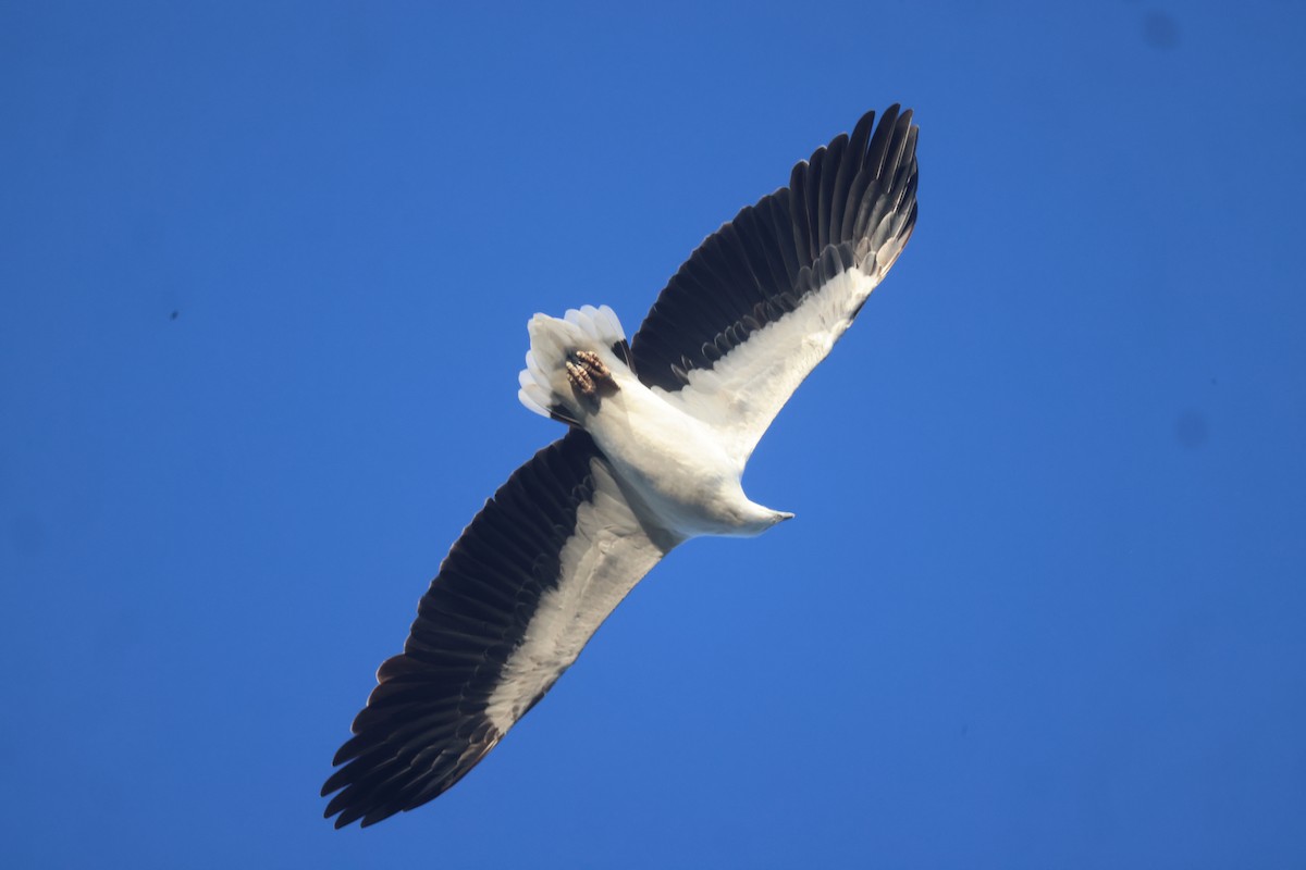 Белобрюхий орлан - ML619979203