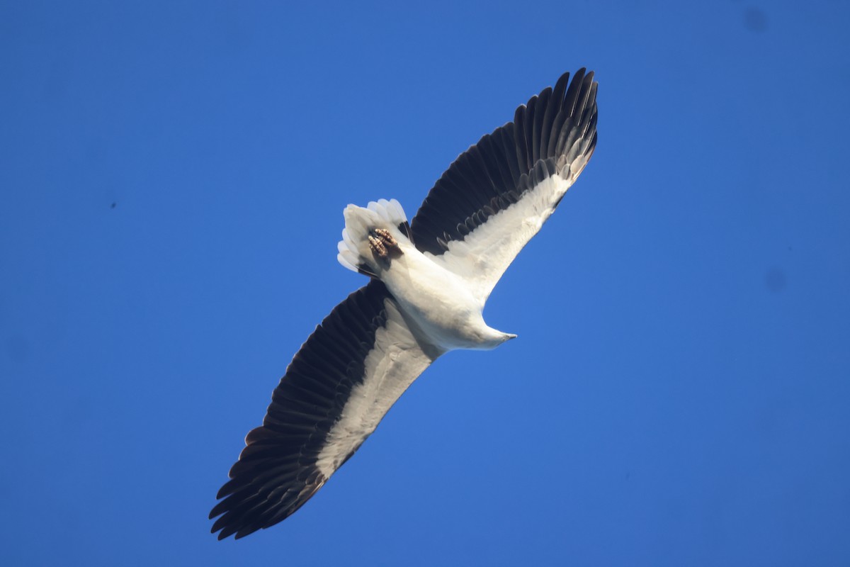 White-bellied Sea-Eagle - ML619979203