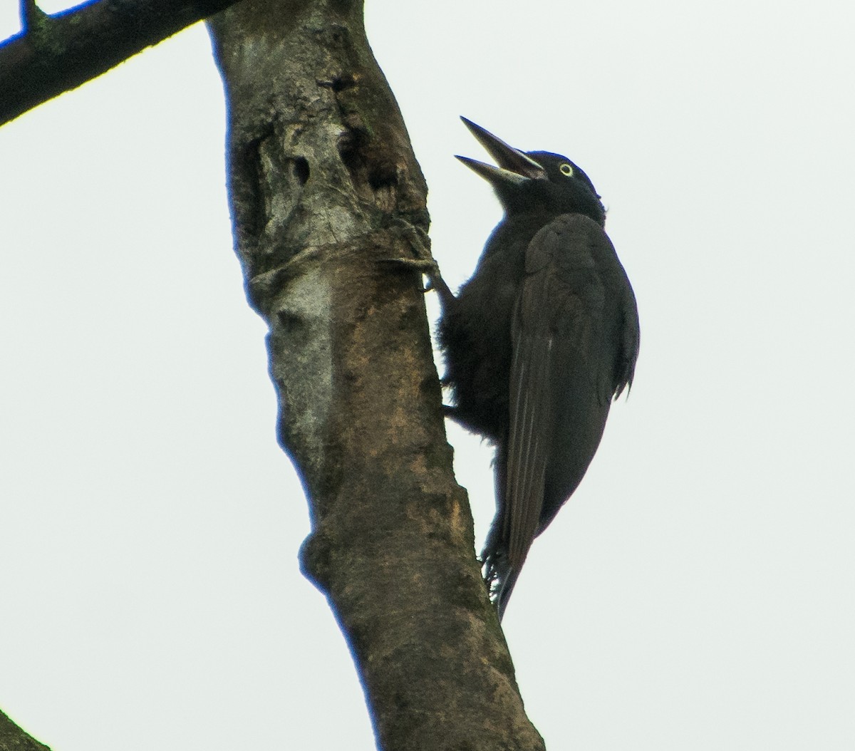 Black Woodpecker - ML619979207
