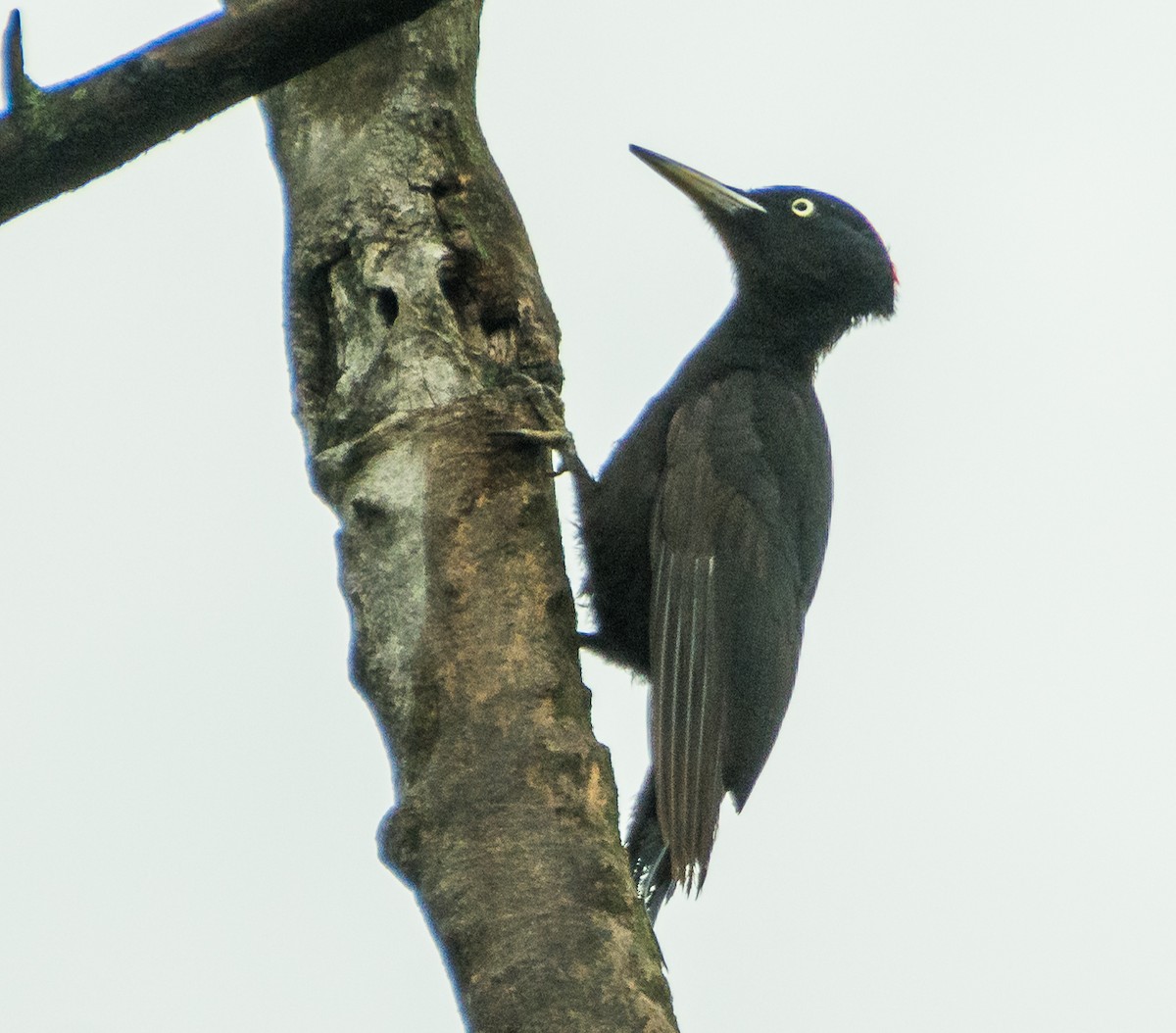 Black Woodpecker - ML619979208