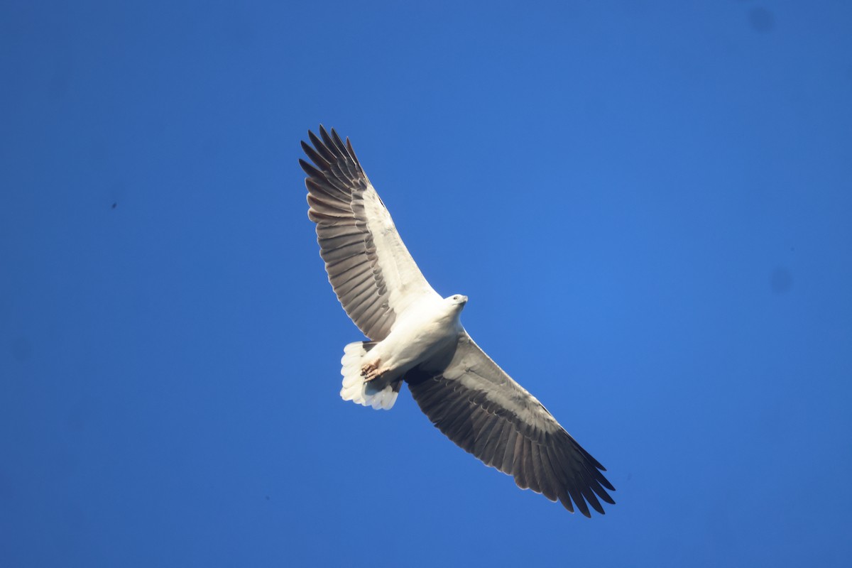 White-bellied Sea-Eagle - ML619979216