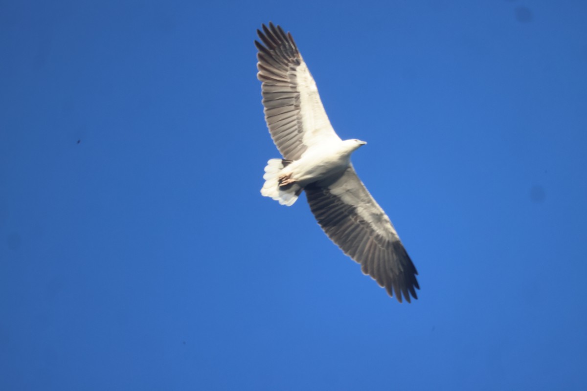 White-bellied Sea-Eagle - ML619979223