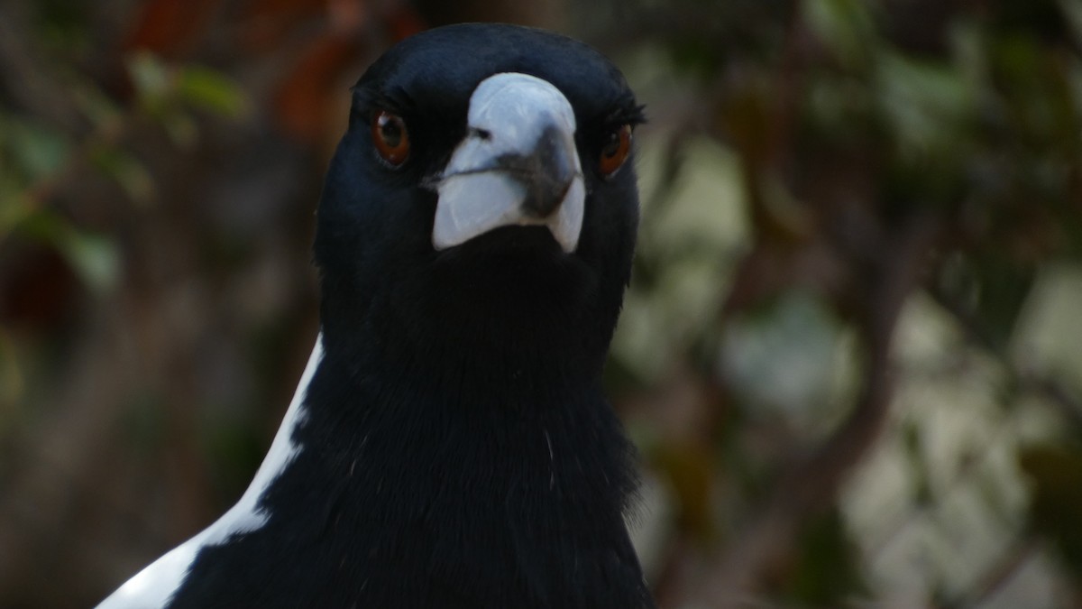 Australian Magpie (Western) - Morgan Pickering