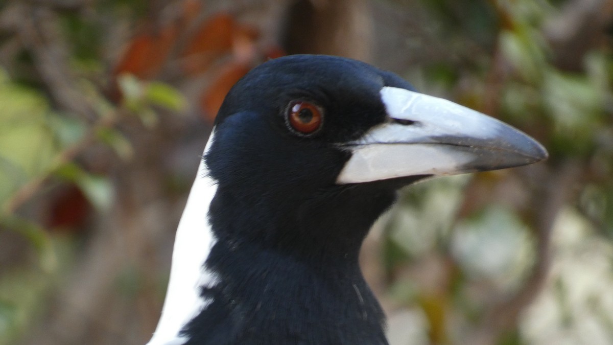 Australian Magpie (Western) - Morgan Pickering