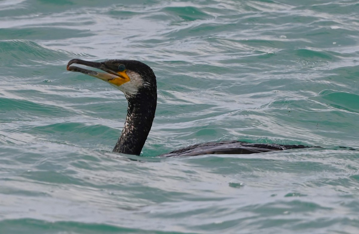 Great Cormorant - ML619979230