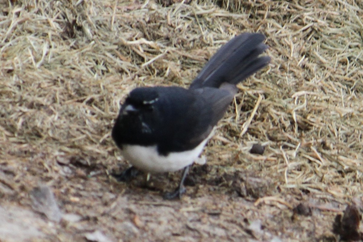 Willie-wagtail - ML619979235