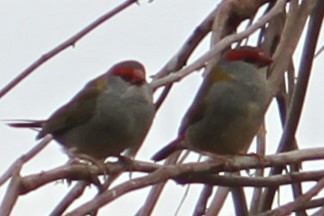 Red-browed Firetail - ML619979240