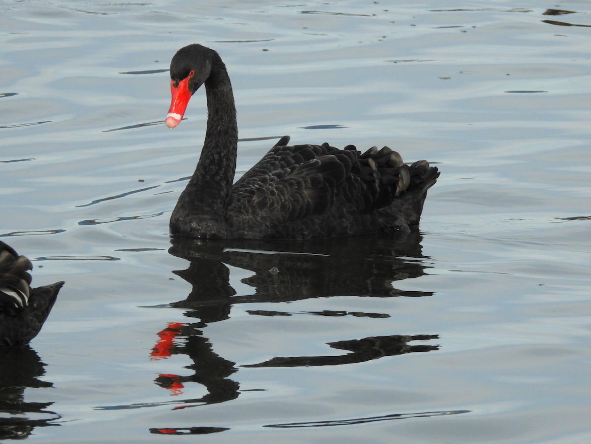 Black Swan - ML619979241