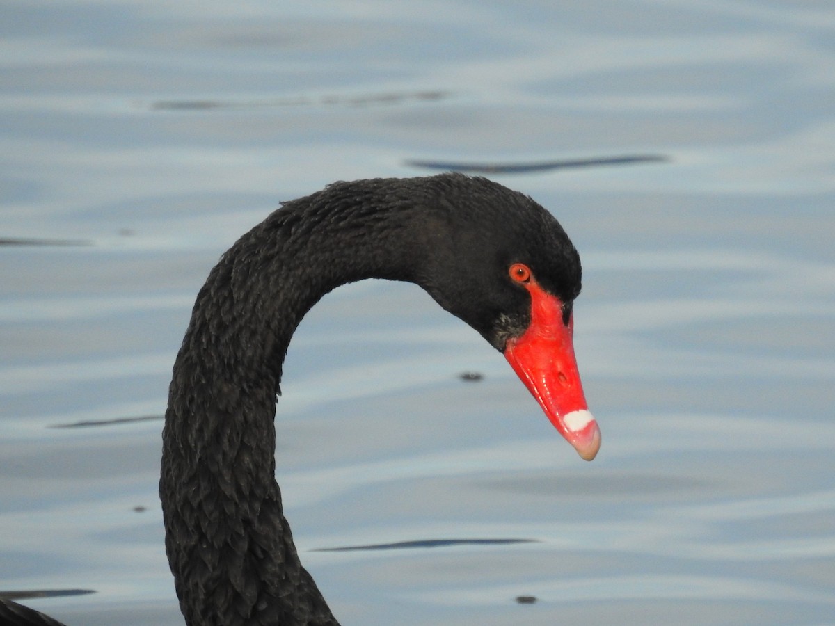 Black Swan - ML619979242