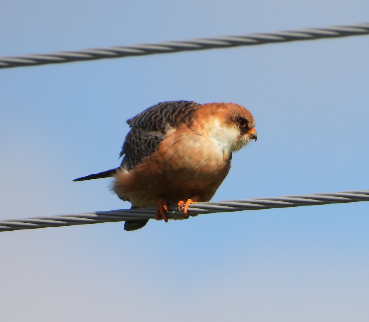 Red-footed Falcon - ML619979328