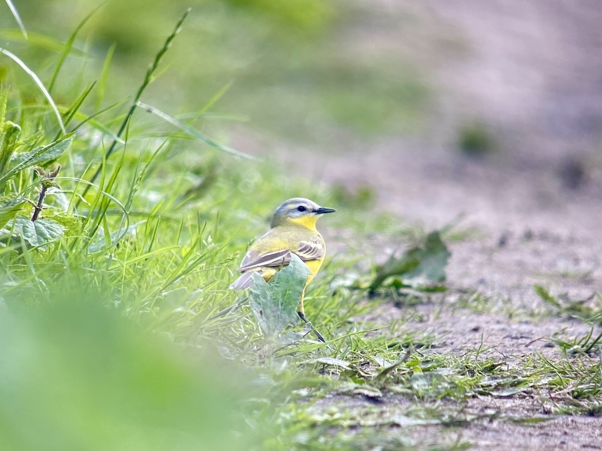 Western Yellow Wagtail (Channel Wagtail intergrade) - ML619979338