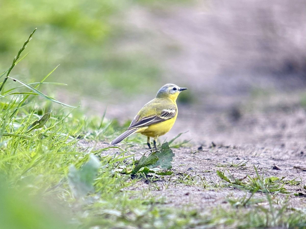 Western Yellow Wagtail (Channel Wagtail intergrade) - ML619979339