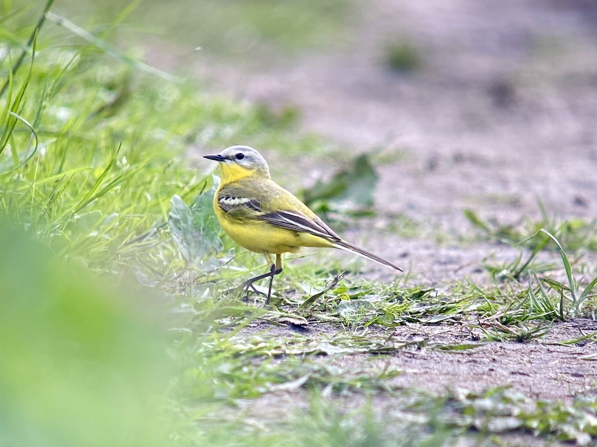 Western Yellow Wagtail (Channel Wagtail intergrade) - ML619979340
