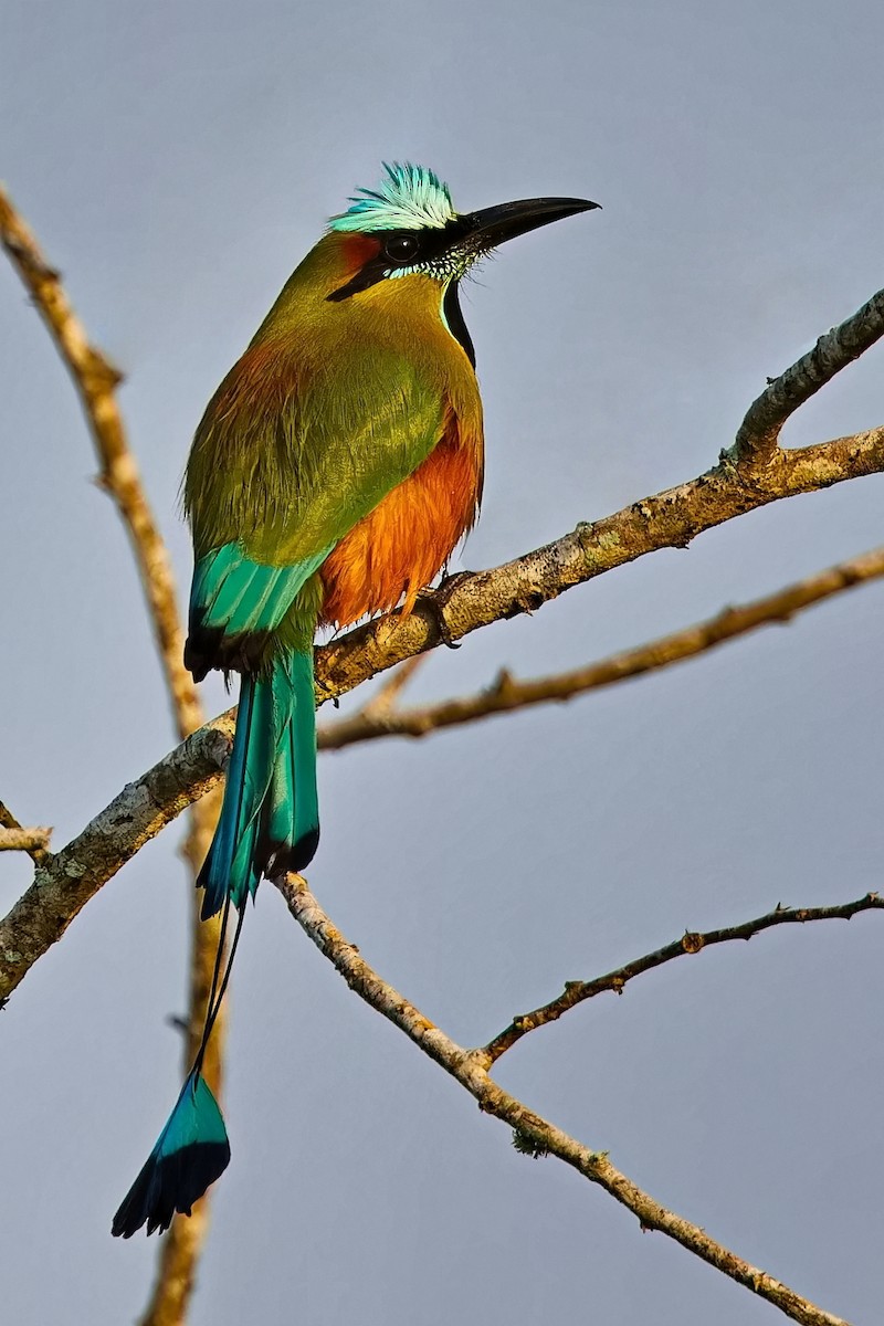 Turquoise-browed Motmot - ML619979345