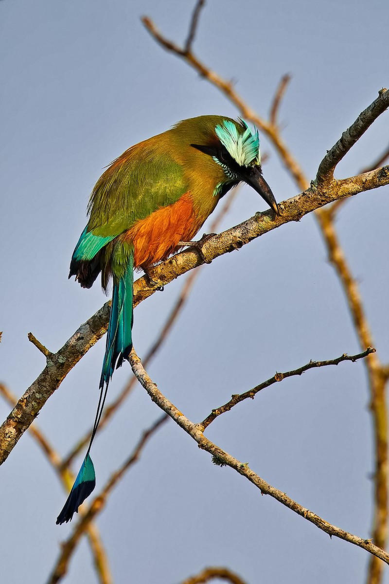 Motmot à sourcils bleus - ML619979346