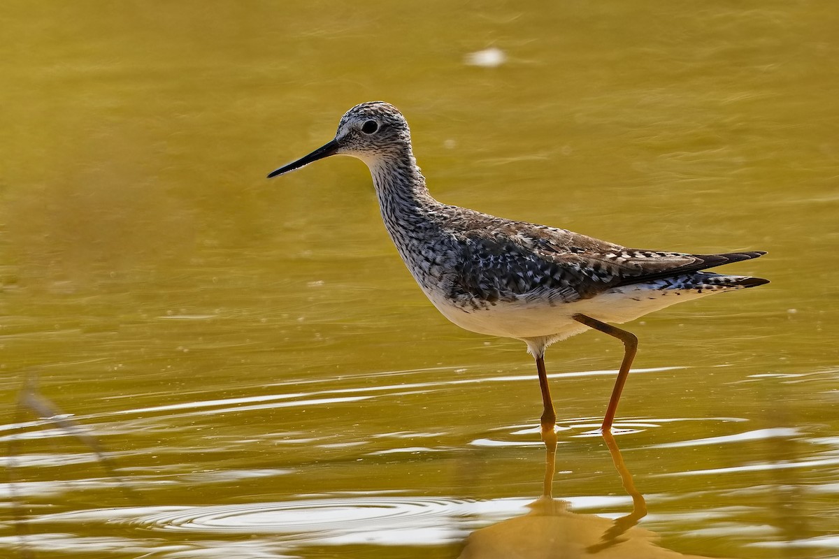 Solitary Sandpiper - ML619979362