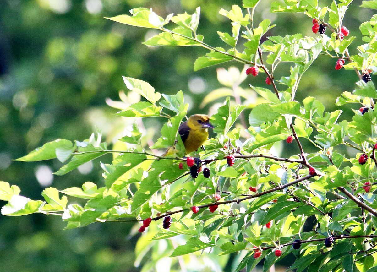 Orchard Oriole - ML619979368