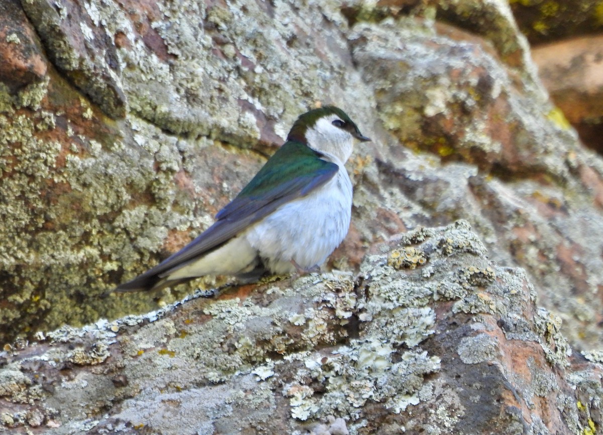 Violet-green Swallow - ML619979369
