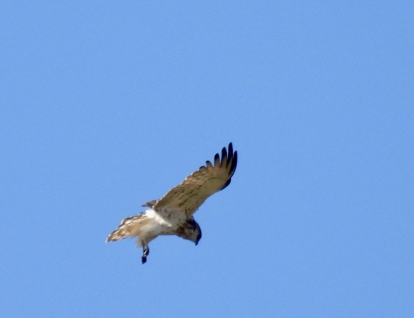 Short-toed Snake-Eagle - ML619979371