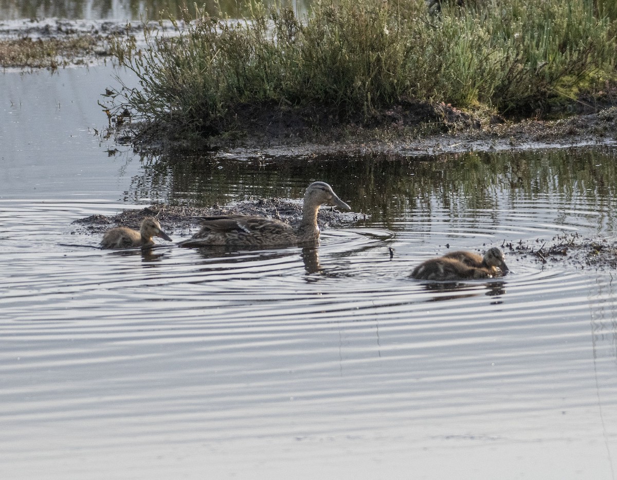 Mallard - Ed Stubbs